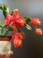 Christmas Thanksgiving Cactus