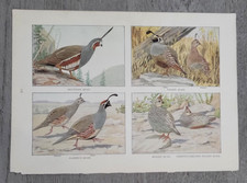 Quail mountain valley - quail,