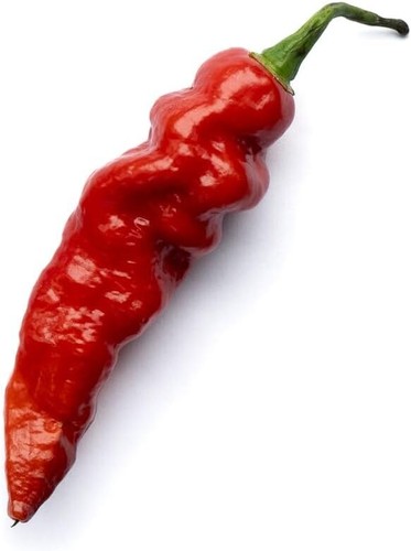 Chilli seeds black bhut - chilli,