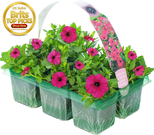 Petunia surfinia purple - petunia,