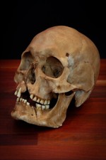 Viking Skull Replica Life Size Collectible | Detailed Human Skull FREE shipping