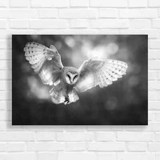 Majestic Barn Owl Black White