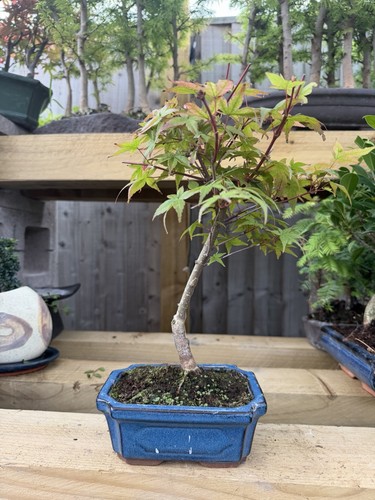 Japanese maple acer - acer, pre-bonsai