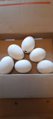 Ceramic eggs duck chicken - eggs,