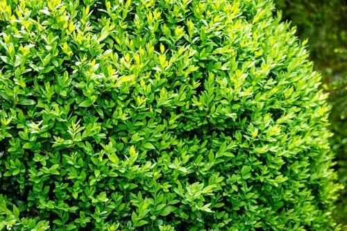 Buxus semprevirens box hedging - semprevirens,
