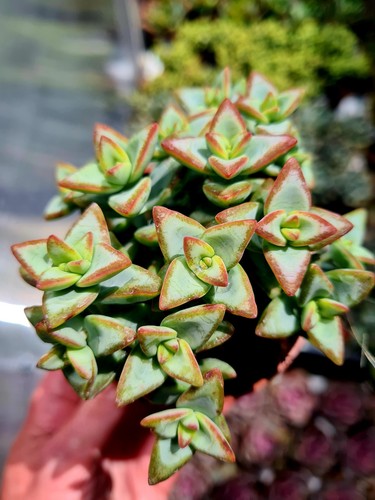 Crassula rupestris high - crassula,