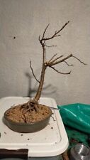 Native Irish Hazel Bonsai