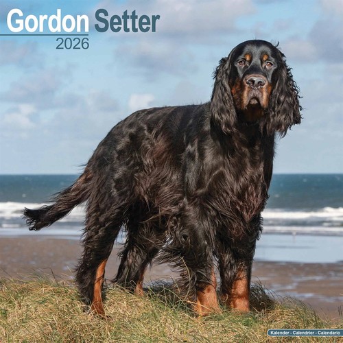 Gordon setter calendar 2026 - setter,