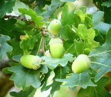 10x 🌳 Oak, Quercus Robur, English Oak Tree Acorns  /  Seeds  - UK Seller 🌳 