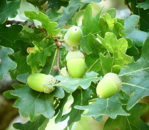 50x oak tree acorns - 50x, 🌳