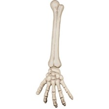 Halloween Prop Skeleton Arm