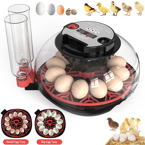 Digital egg incubator - 12-egg,