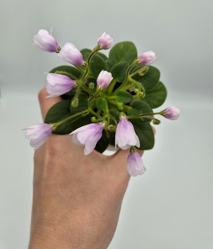 Miniature african violet - miniature,