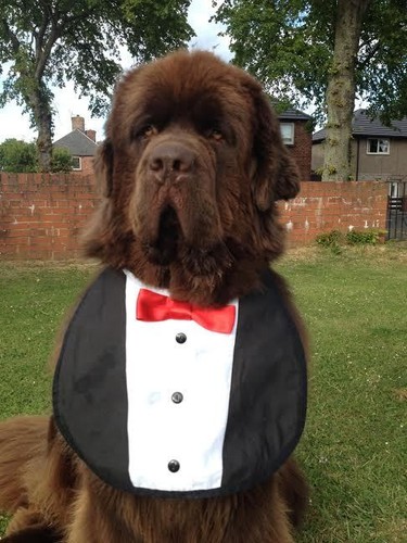 Big dog newfoundland - big,