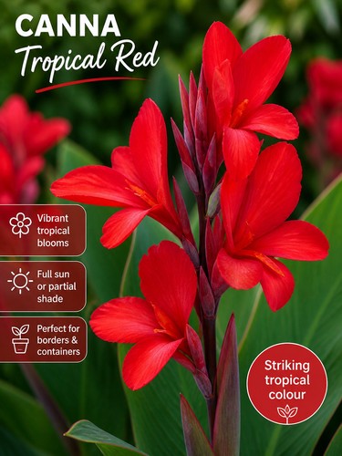 Canna tropical red plant 9cm - canna,