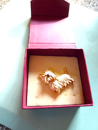 Stunning ladies westie - ,