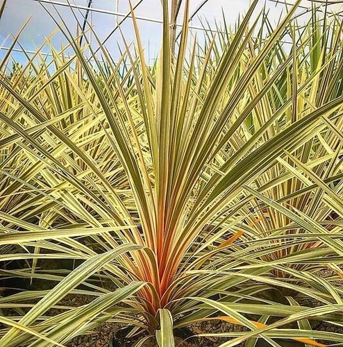 Cordyline australis torbay - cordyline, (torbay