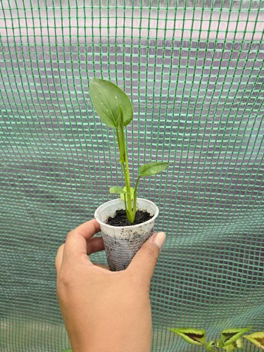 Zantedeschia hercules with - hercules, 'with