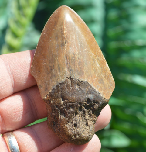 Wow genuine megalodon - wow,, ....genuine