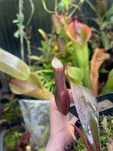 Nepenthes ramispina - nepenthes,