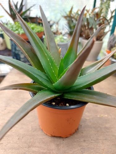 Live plants black gem - plants,