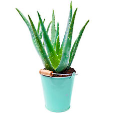 1 x Aloe Vera 25-35cm Potted