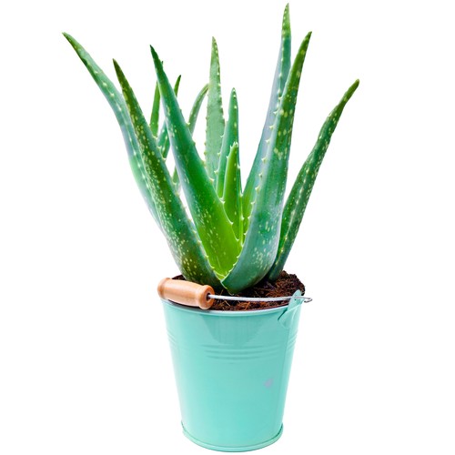 Aloe vera 35cm potted - 1,