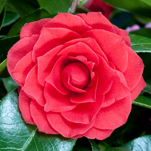 Camellia japonica black - 1, x