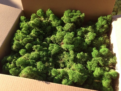 Bulk moss model scenery tree - moss,