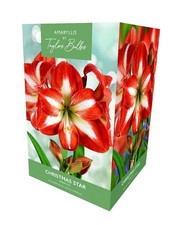 Taylors Bulbs Amaryllis Kit