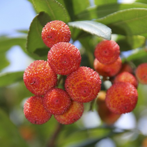 Arbutus unedo strawberry tree - strawberry,