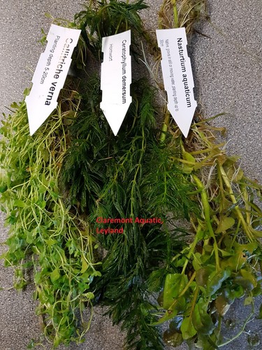 Mixed leaded bunches - x,