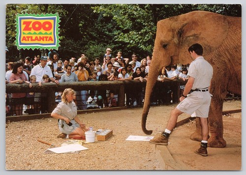 Starlet elephant zoo atlanta - zoo,
