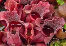 5 x Purple pitcher plant