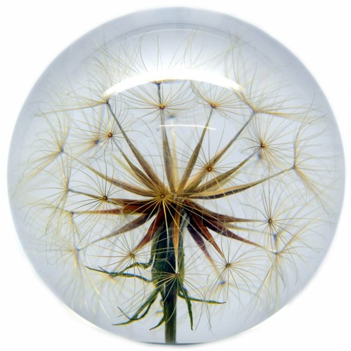 Large goatsbeard paperweight - goatsbeard,
