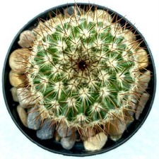 Mammillaria columbiana ssp