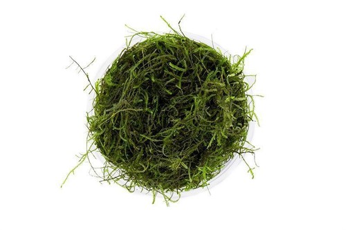 Java moss 10g - java,