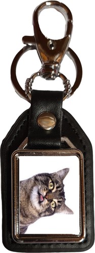 Manx cat pet black - manx,