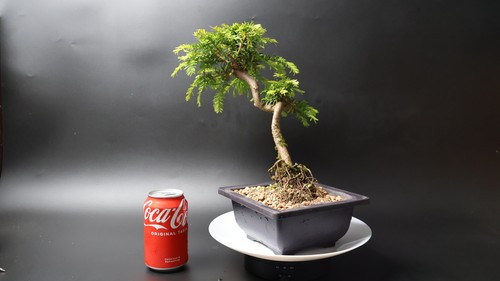 Yew bonsai tree pre penjing - yew,