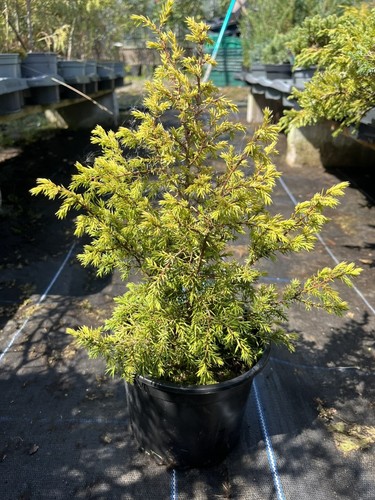 Juniper gold cone - juniper, 'gold