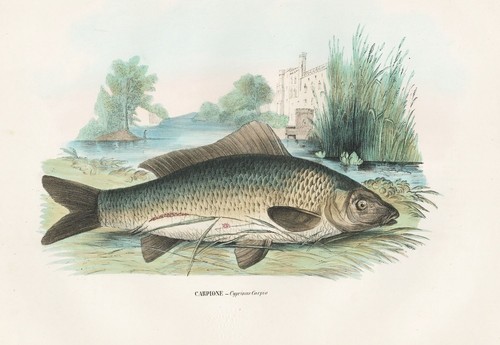 Cyprinus carpio carp fish - carp,