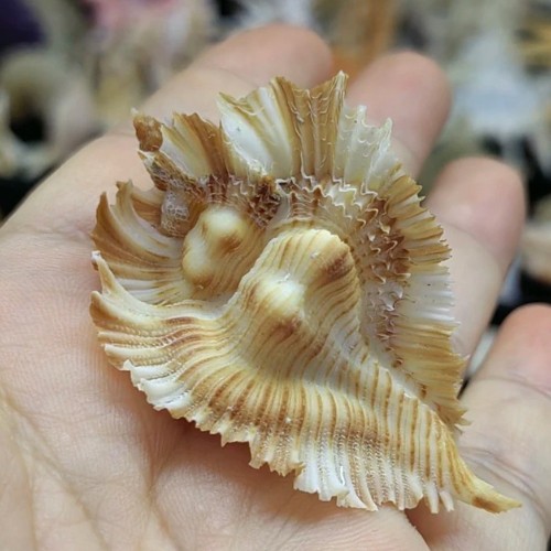 Pterynotus miyokoae murex - pterynotus,