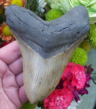 A MASSIVE 13.59 CM MEGALODON