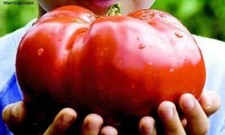 DELICIOUS TOMATO - GIANT TOMATO, FRUITS OVER 3KG, 25 SEEDS + FREE