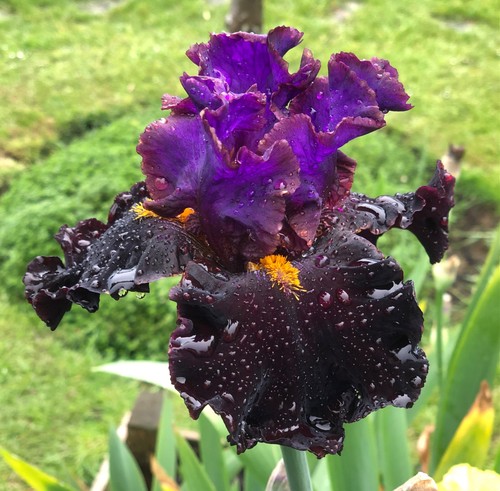 Tall bearded iris germanica - tall,