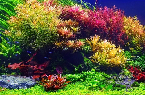 Easy live aquarium plants - 10,