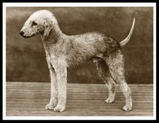 BEDLINGTON TERRIER VINTAGE