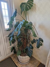 huge monstera house plant/swiss cheese plant. over 30 years old