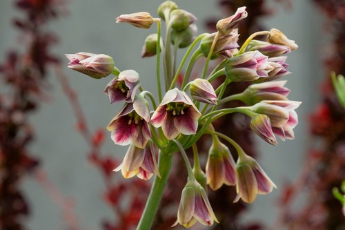 Allium bulgaricum - allium,