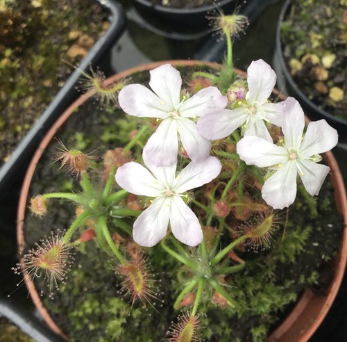Drosera scorpioides pygmy - scorpioides,